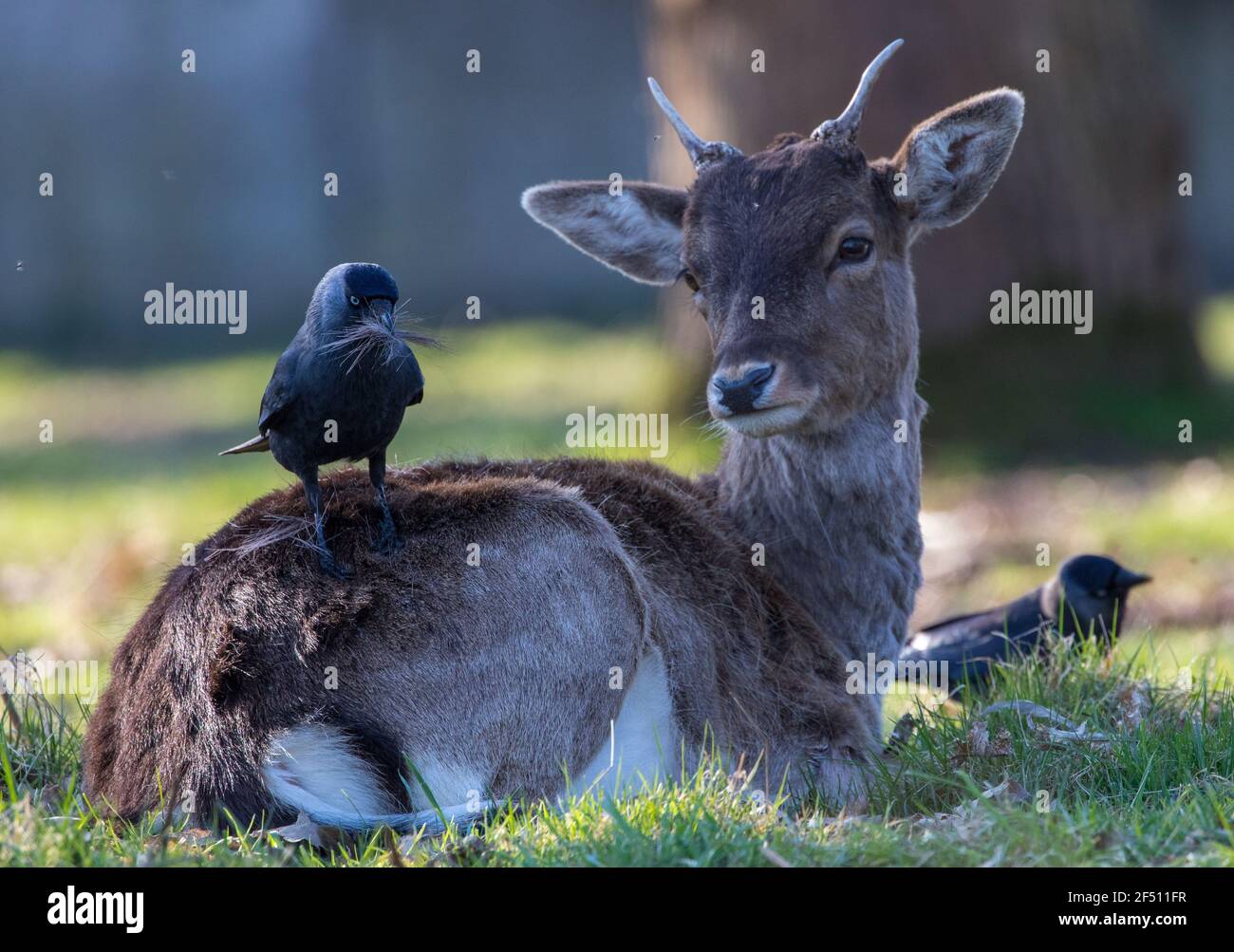 Rotwild in Bushy Park Stockfoto