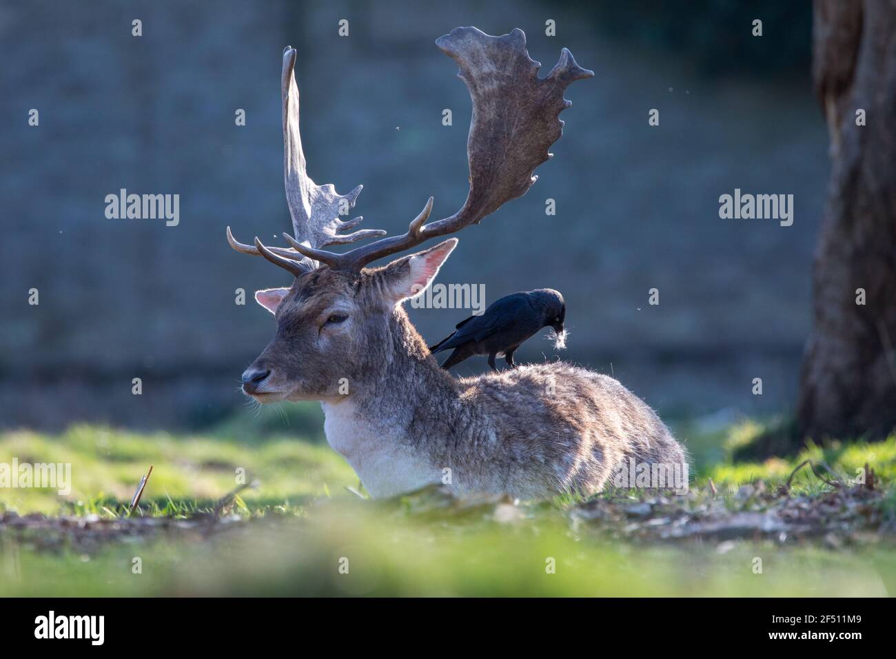 Rotwild in Bushy Park Stockfoto