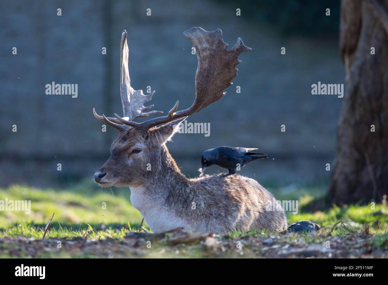 Rotwild in Bushy Park Stockfoto