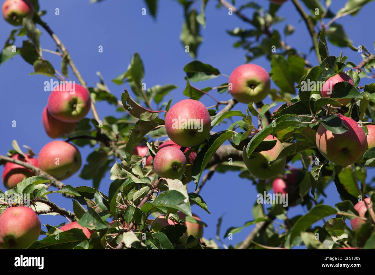 Ackerbau ackerbau anbauen anbauen anbau anbauen anbauen anbauen anbauen ...