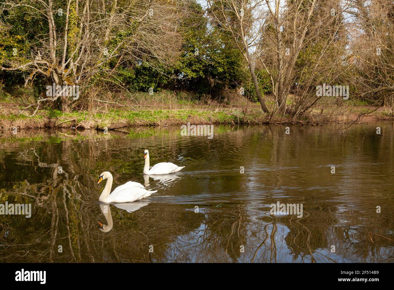 Zwei Schwäne am Fluss Tyne bei Haddington, East Lothian, Schottland. Stockfoto
