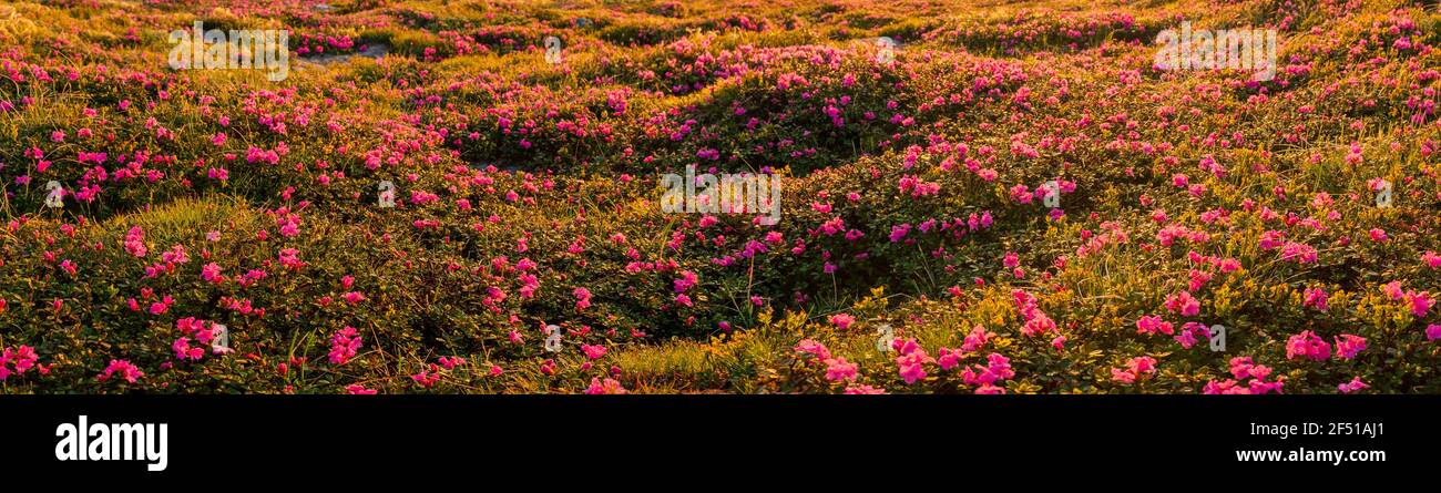 Schönes Tal mit blühenden rosafarbenen Rhododendronblüten bei Sonnenuntergang in Karpaten, Ukraine Stockfoto