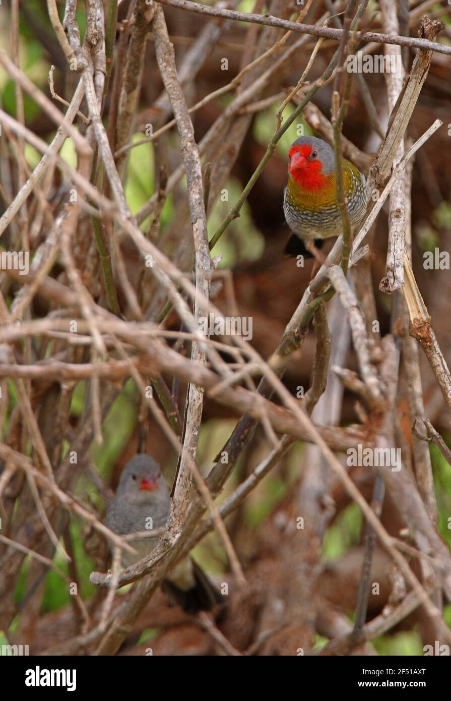 Grünflügelpytilia (Pytilia melba soudanensis) Paar im Unterholz-See Baringo, Kenia November Stockfoto