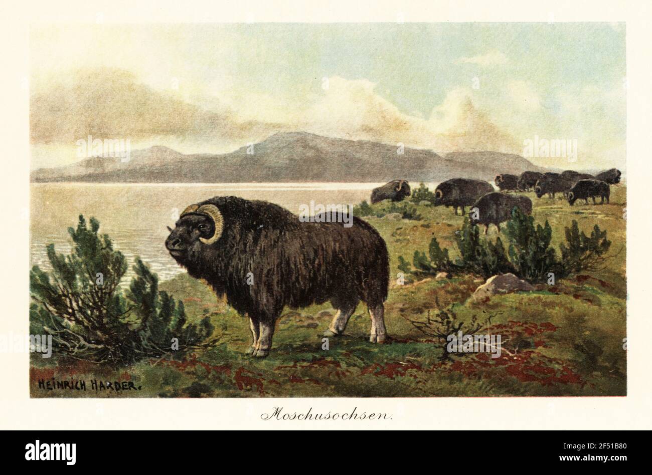 Muskox oder Moschusox, Ovibos moschatus, huofed Säugetier der Familie Bovidae, die aus dem Pliozän stammt. Moschusochsen. Farbdruckgrafik nach Heinrich Harder aus Wilhelm Bolsches "Tiere der Urwelt", Reichardt Cocoa Company, Hamburg, 1908. Heinrich Harder (1858-1935) war ein deutscher Landschaftsmaler und Buchmaler. Stockfoto