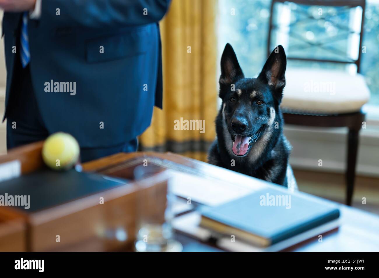 Biden Familie Hund Major sieht einen Tennisball neben Präsident Joe Biden auf der Resolute Desk Donnerstag, 4. März 2021, im Oval Office des Weißen Hauses. (Offizielles Foto des Weißen Hauses von Adam Schultz) Stockfoto
