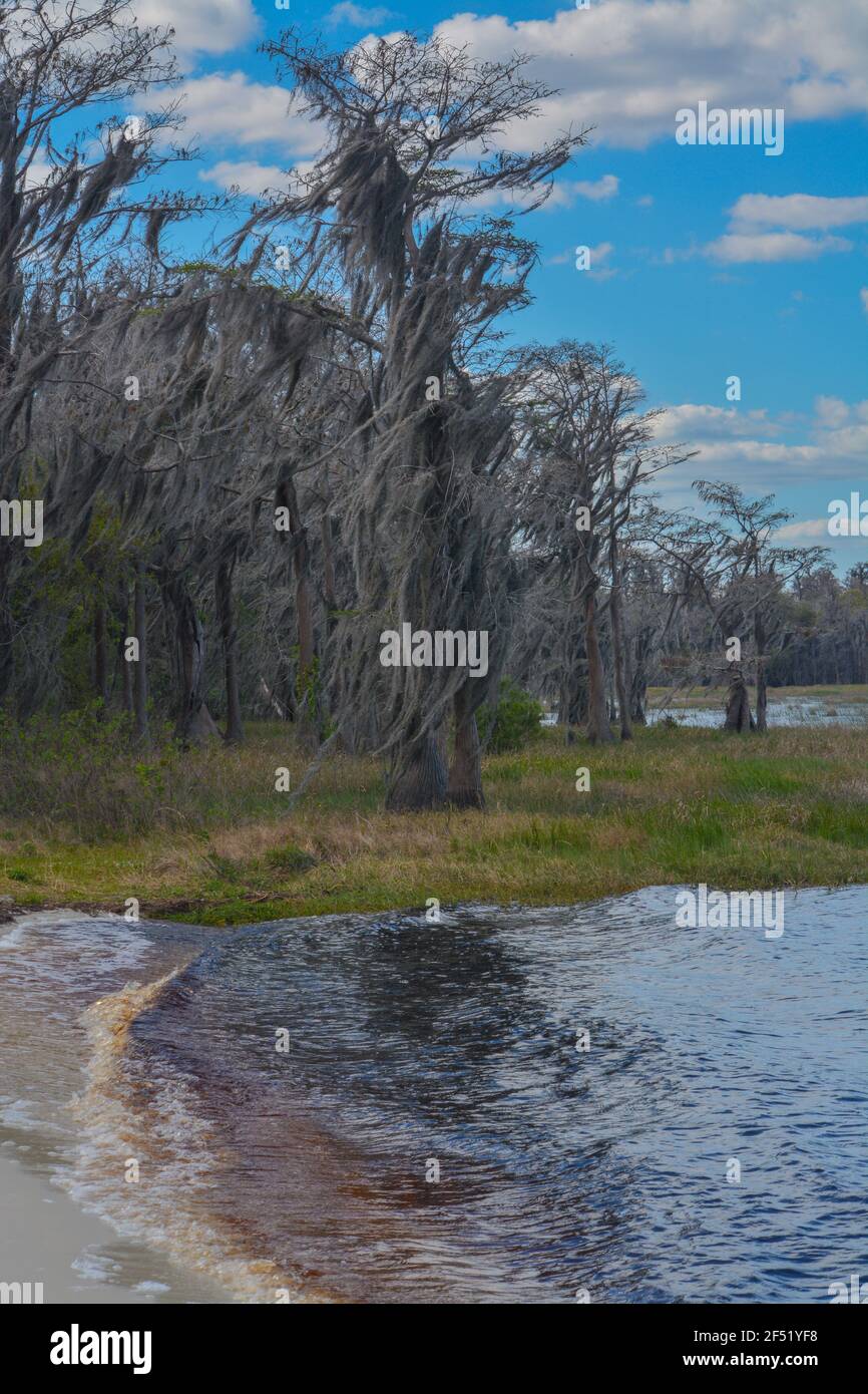 Schöne Aussicht auf Lake Louise in den Feuchtgebieten von Clermont, Lake County, Florida Stockfoto