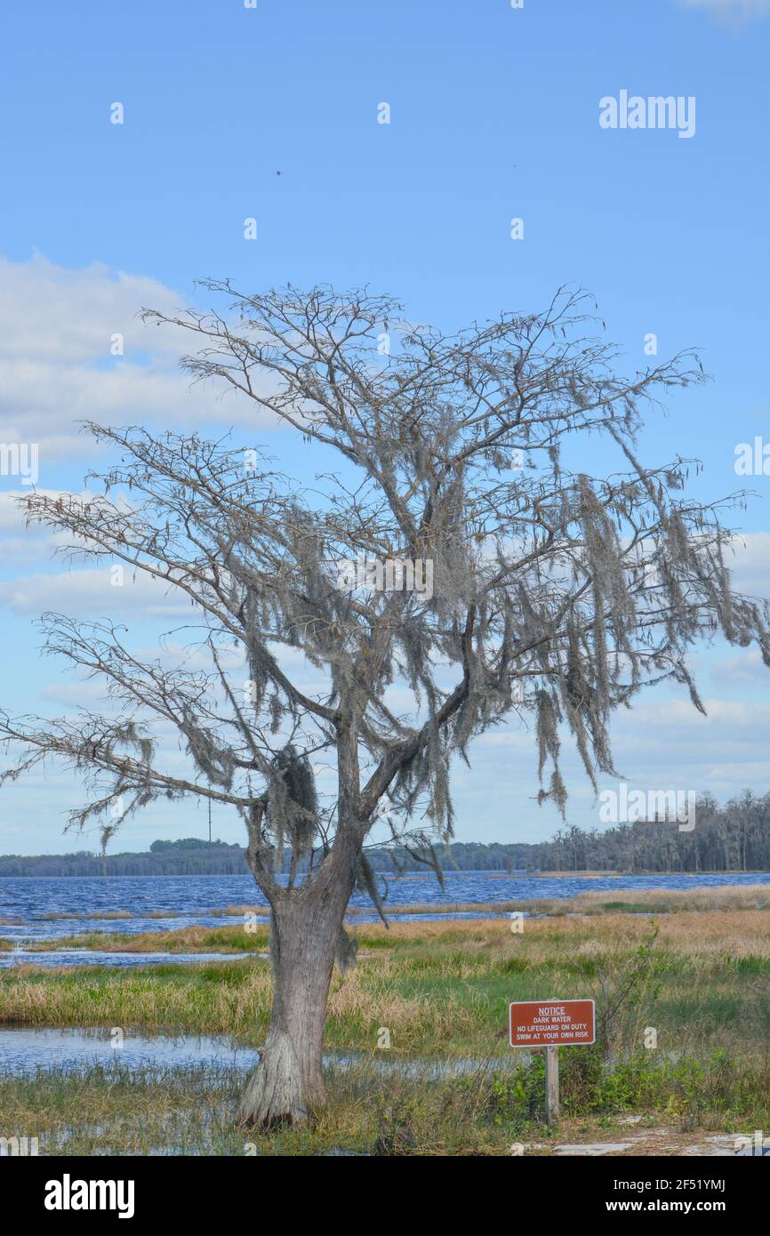 Schöne Aussicht auf Lake Louise in den Feuchtgebieten von Clermont, Lake County, Florida Stockfoto