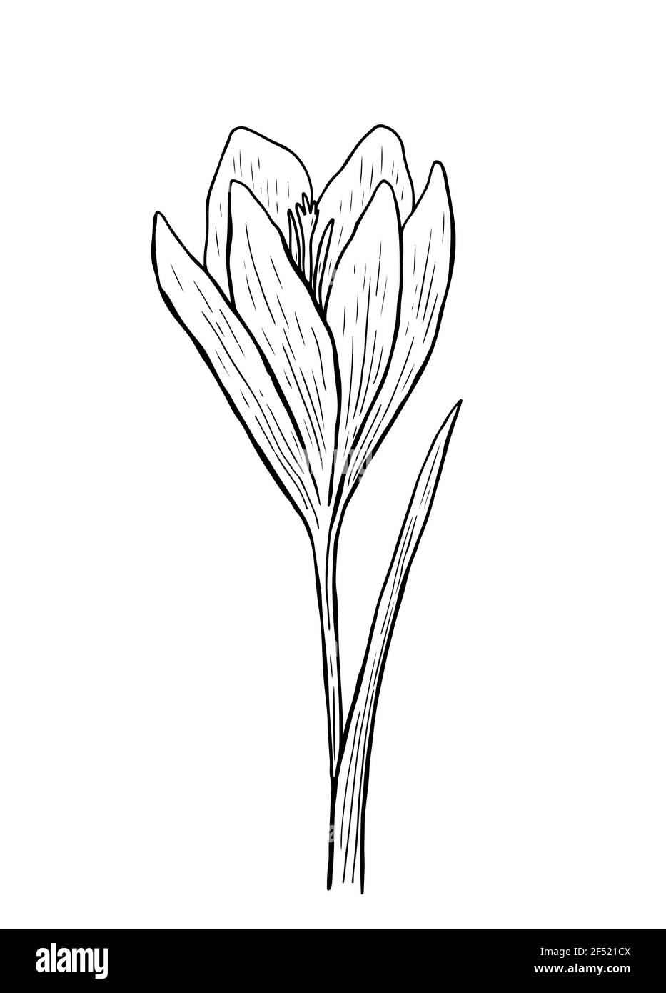 Doodle Krokus mit Stiel und Blättern. Eine Skizze der ersten Frühlingsblume. Vektor-handgezeichnete Illustration im Umrissstil. Stock Vektor