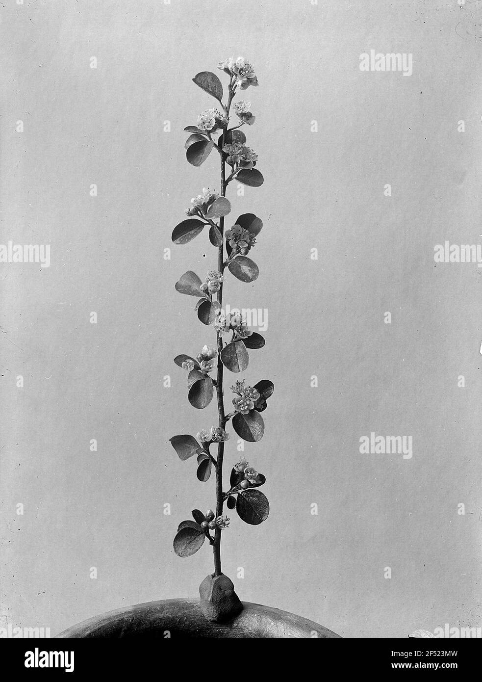 Zwergmispel (Cotoneaster) Stockfoto