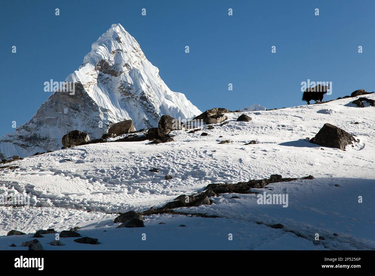 Silhouette von Yak auf dem Grat und Ama Dablam - Weg zum Everest-Basislager - Nepal Stockfoto