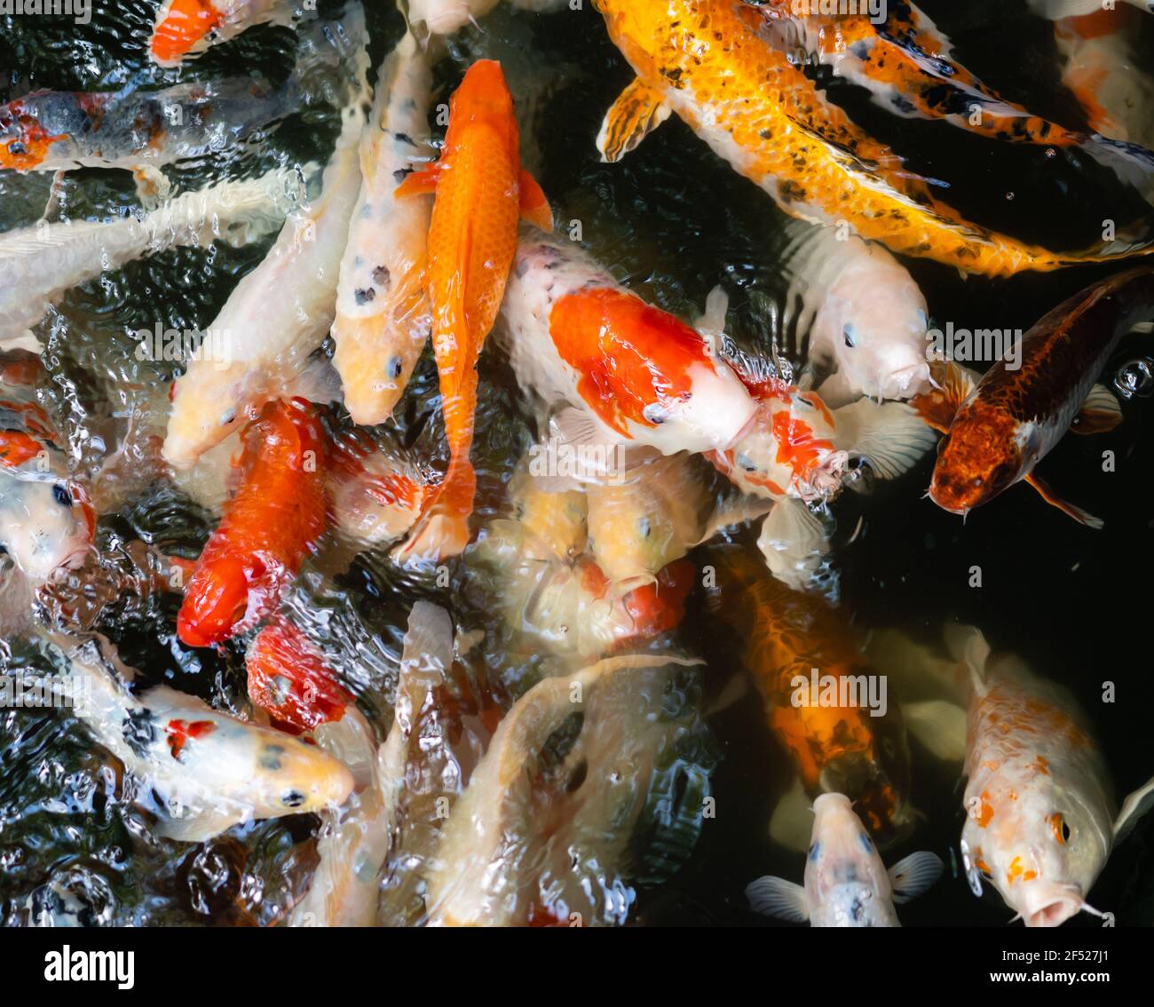Koi Fische Schwimmen Stockfotos und bilder Kaufen Alamy