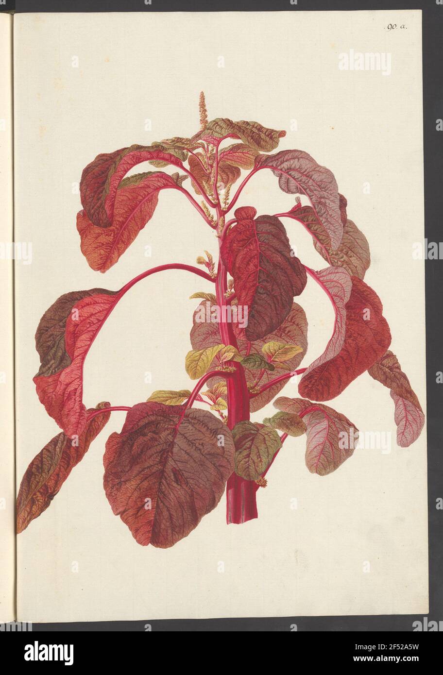Amaranthus lividus, Blatt 90a Stockfoto