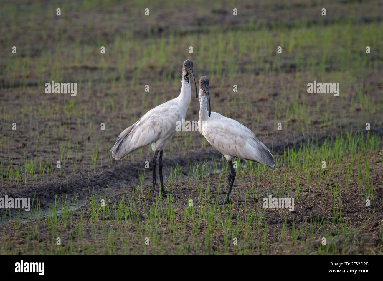 Der Schwarzkopf-Ibis (Threskiornis melanocephalus), auch bekannt als der orientalische weiße Ibis, indische weiße Ibis und Schwarzhalsibis. Stockfoto