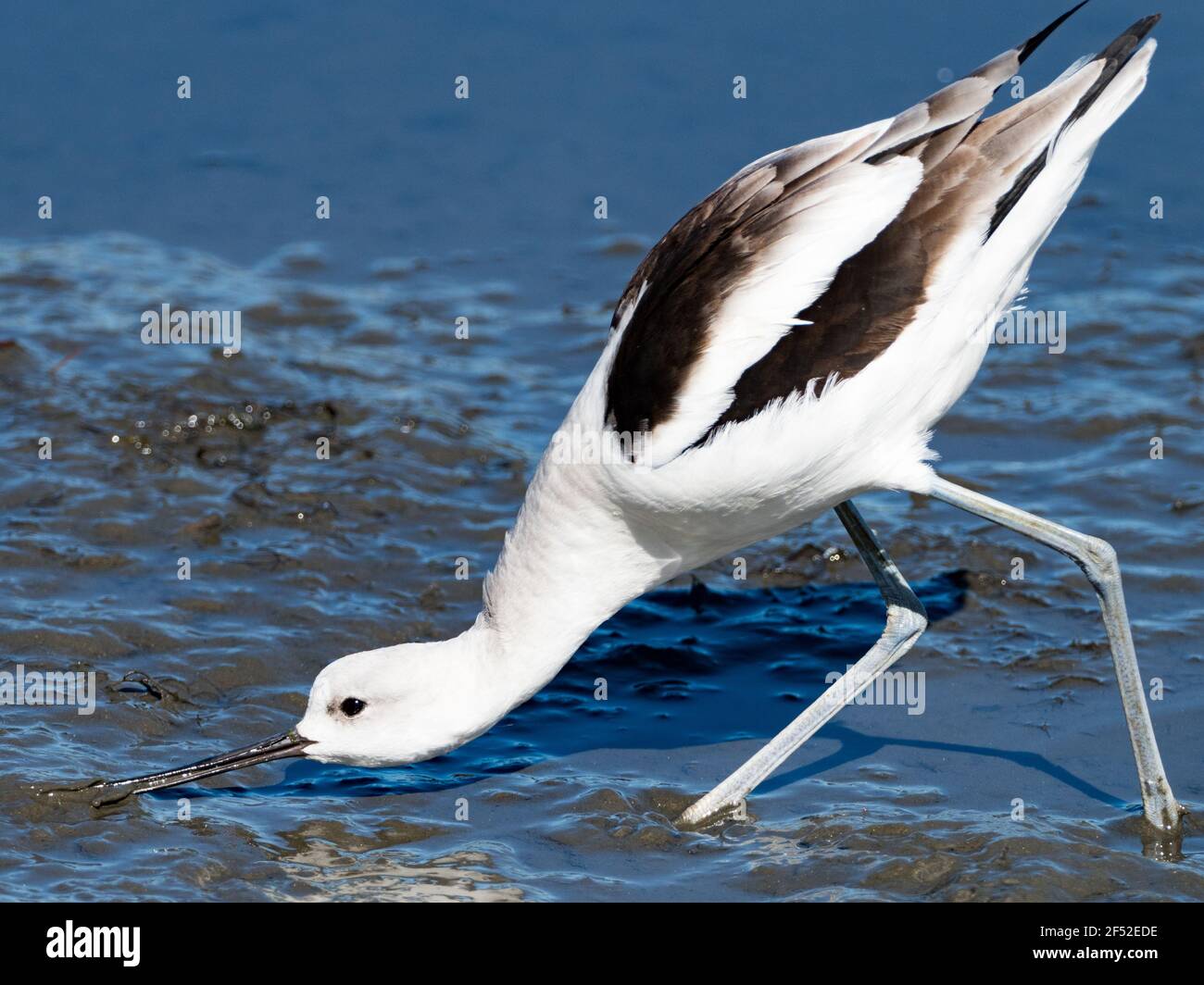 American Avocet, Recurvirostra americana, Fütterung entlang des San Diego River, Ocean Beach, San Diego, Kalifornien, USA Stockfoto