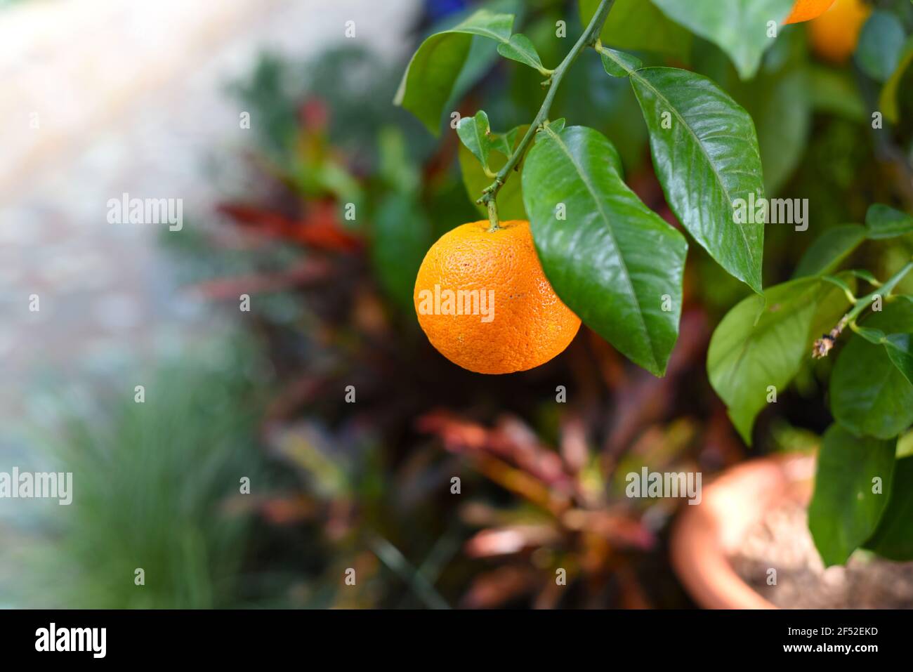 Kleine orange Frucht wächst auf einem Baum. Stockfoto