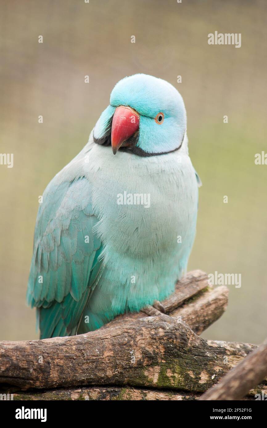 Indischer Ringhalssittich Stockfoto