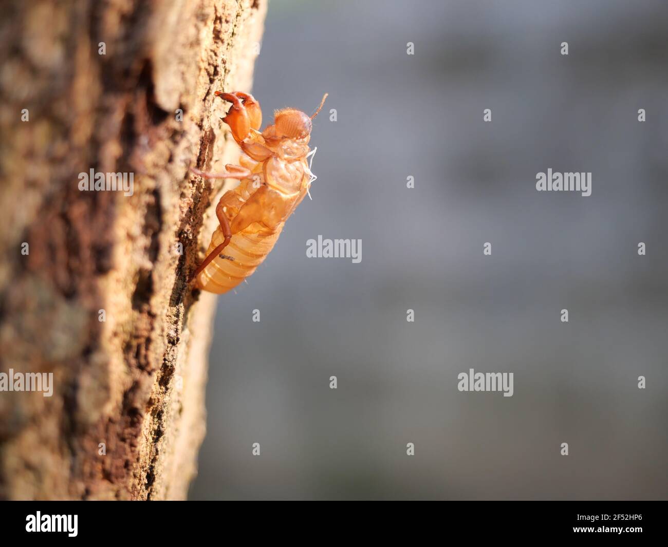 Cicada Schale der Häutung mit natürlichen grauen Hintergrund, leere Insektenlarvenschale auf braunem Baumstamm Stockfoto