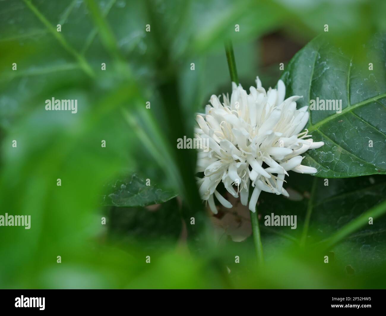 Robusta Kaffeeblüte auf Baumpflanze mit grünem Blatt mit schwarzer Farbe im Hintergrund. Blütenblätter und weiße Staubgefäße blühender Blumen Stockfoto