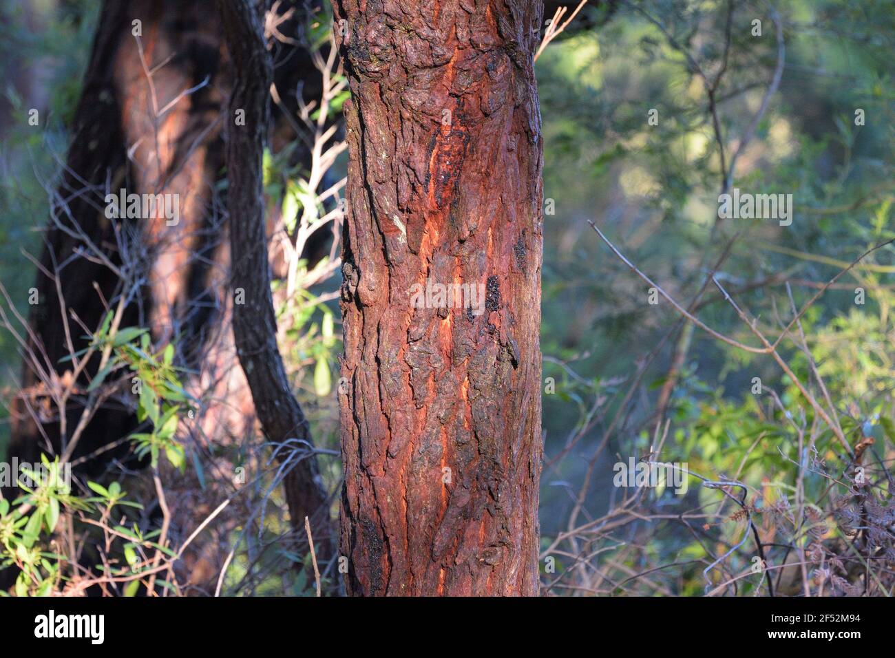 Stamm eines Swamp Mahagoni Baumes (Eucalyptus robusta). Dieser Eukalyptusbaum zeichnet sich durch dicke, schwammige Rinde und große dunkelgrüne Blätter aus, die im Winter blühen. Stockfoto