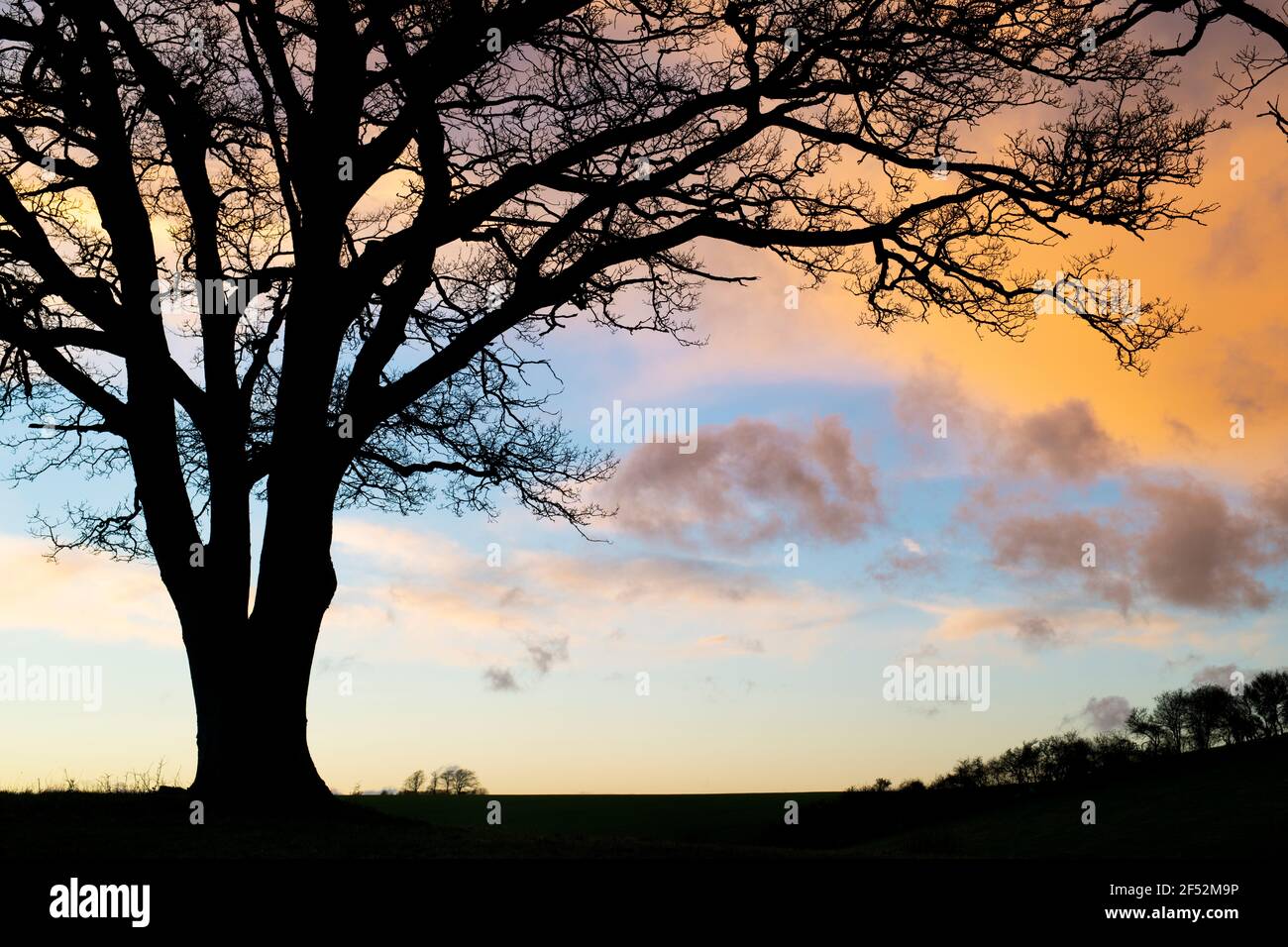 Silhouette Eichen im frühen Frühjahr bei Sonnenuntergang. Leafield, Cotswolds, Oxfordshire, England Stockfoto