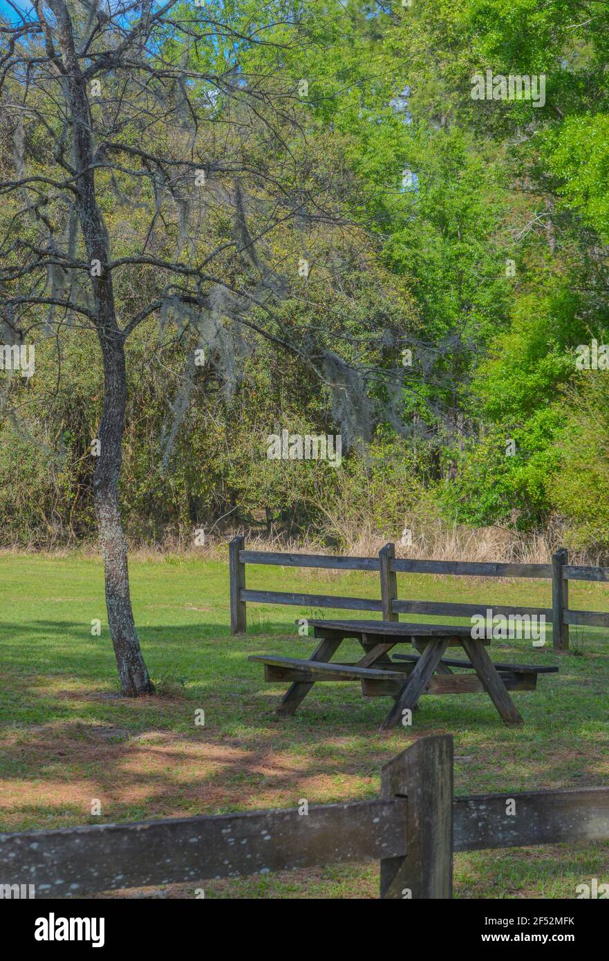 Picknicktisch im Schatten eines Baumes. Mexican Moss hängt an seinen Zweigen. In Clermont, Lake County, Florida Stockfoto