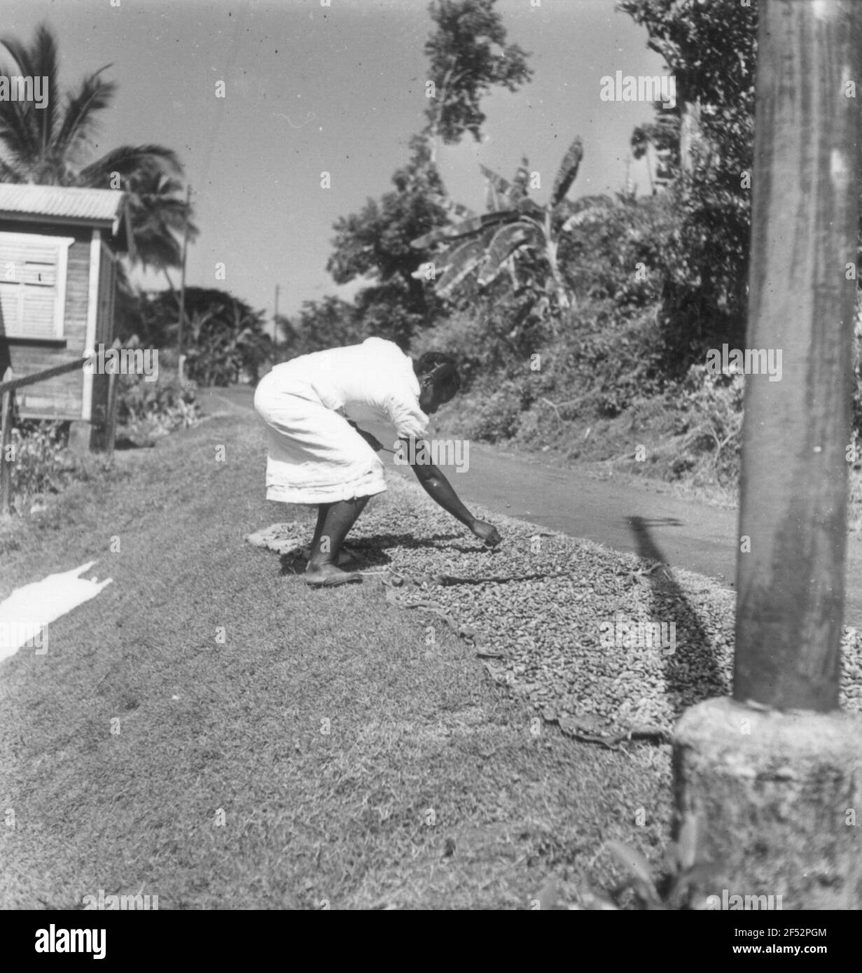 Reisefotos Grenada. Frau beim Drehen Kakaobohnen entwickelt, um in der Sonne zu trocknen Stockfoto