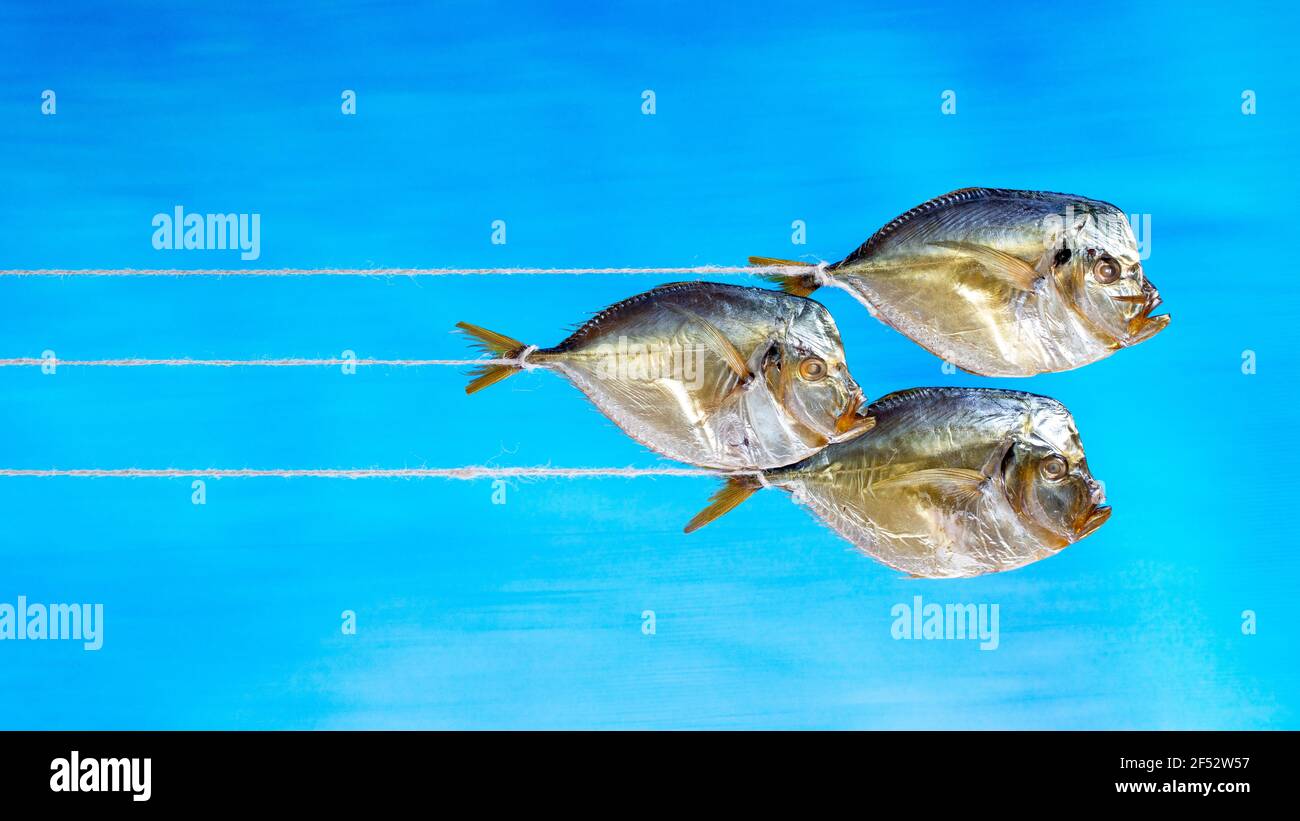 Drei geräucherte Seefische Selene Nahaufnahme an einer Schnur Stockfoto