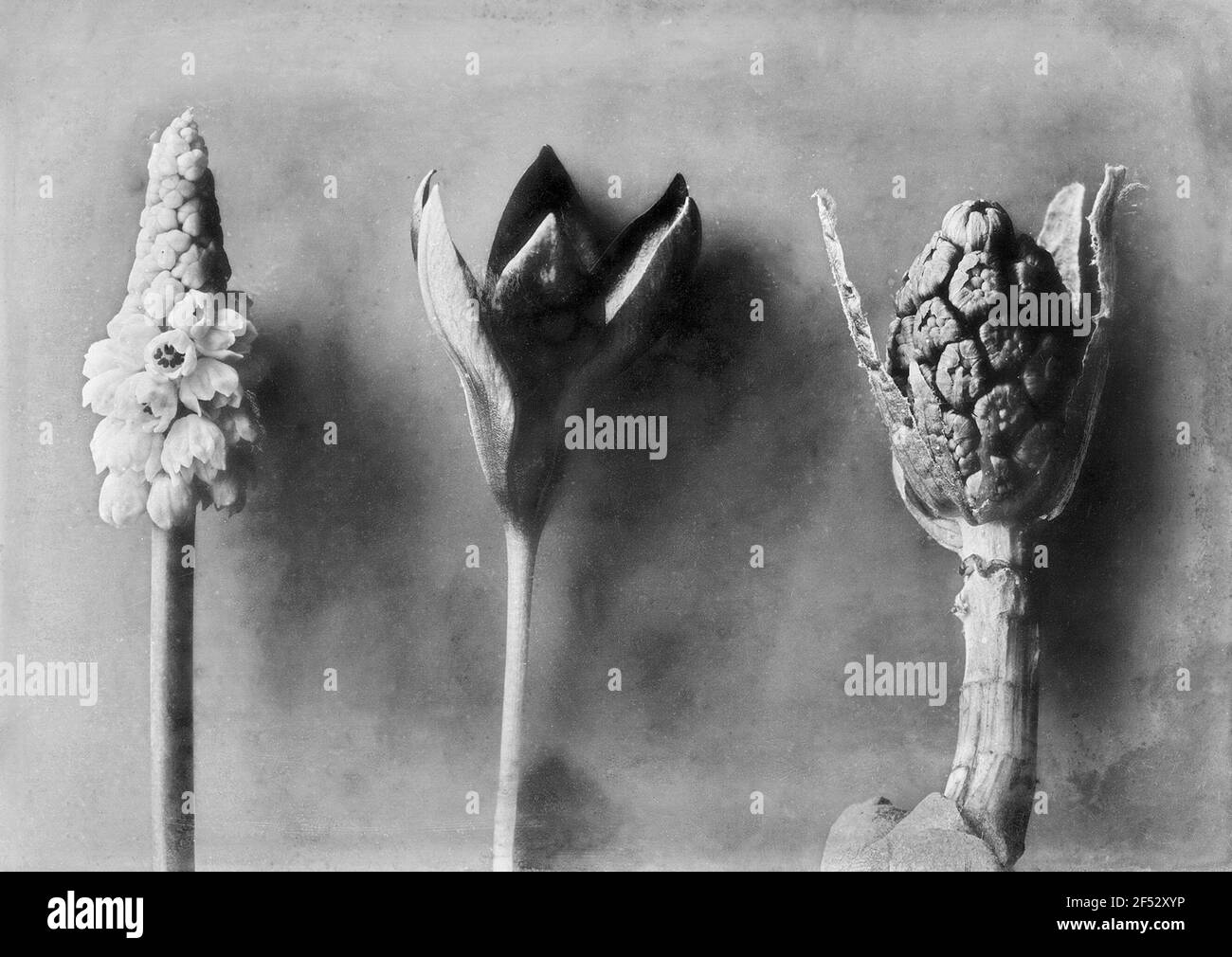 Traubenhyazinthe, wilde Tulpe und Pest, Blütenstände Stockfoto