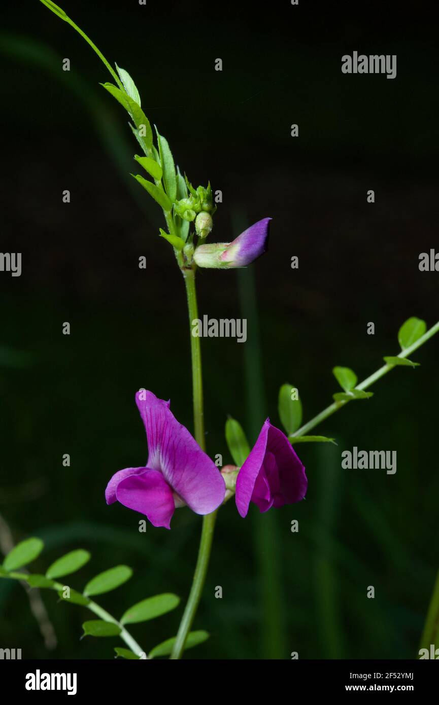 Wild Vetch (Vicia Sativa) ist ein in Australien eingeführter Unkraut, hat aber hübsche violette Blüten und eine attraktive Kletterpflanze. Stockfoto