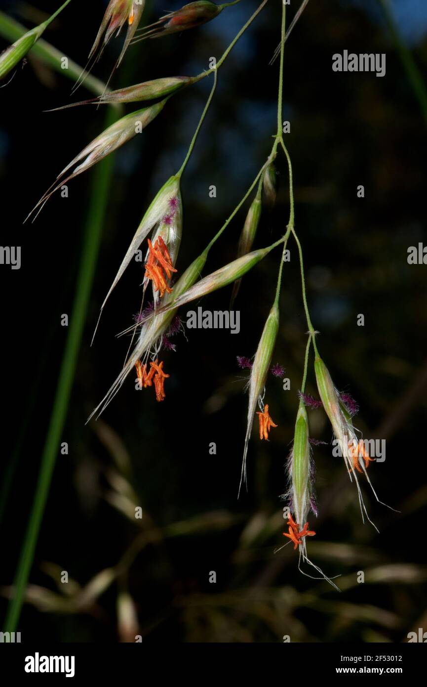 Ich bin kein Experte für Gräser, aber ich denke, das ist Speergras (Stipa Rubis), ein Mitglied der POA-Familie. Die hübschen kleinen Blumen haben mich wirklich überrascht. Stockfoto