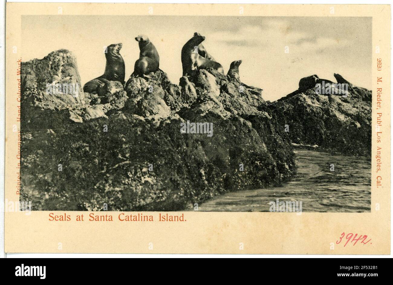 Siegel der Santa Catalina Insel Santa Catalina. Siegel der Santa Catalina Insel Stockfoto