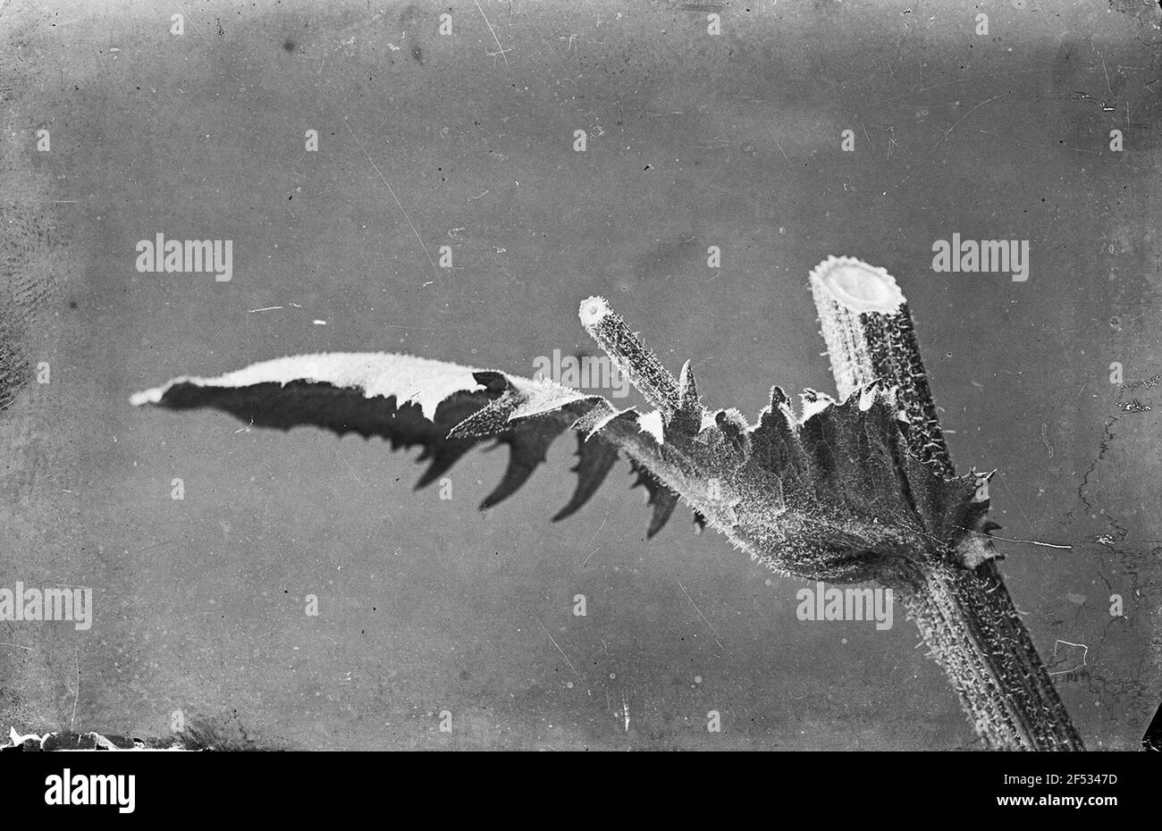 Blattbasis der Kohlgansdistel (Sonchus oleraceus) Stockfoto