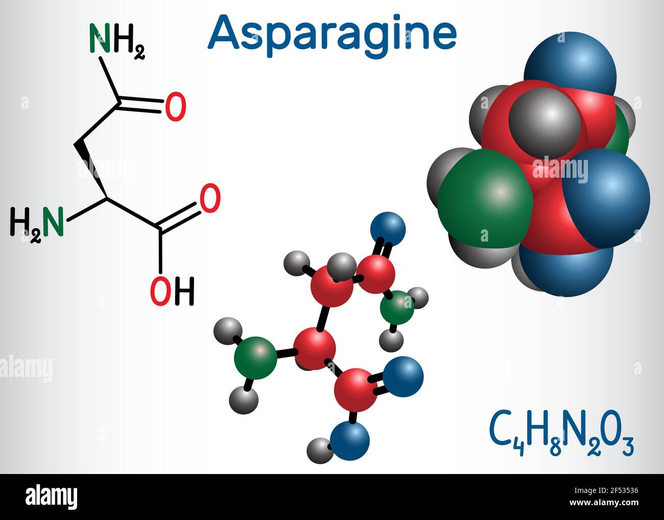 Asparagin (L-Asparagin, ASN, N) Aminosäuremolekül. Es wird in der Biosynthese von Proteinen verwendet. Strukturelle chemische Formel und Molekülmodell Stock Vektor