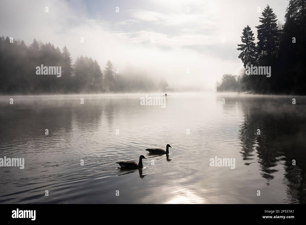 Silhouetten von zwei wilden Kanadagänsen im Fluss an einem nebligen Frühlingsmorgen mit einem einzigen Mann, der in der Ferne Kajak gefahren ist. Ruhige Szene in einem Naturpark. Stockfoto