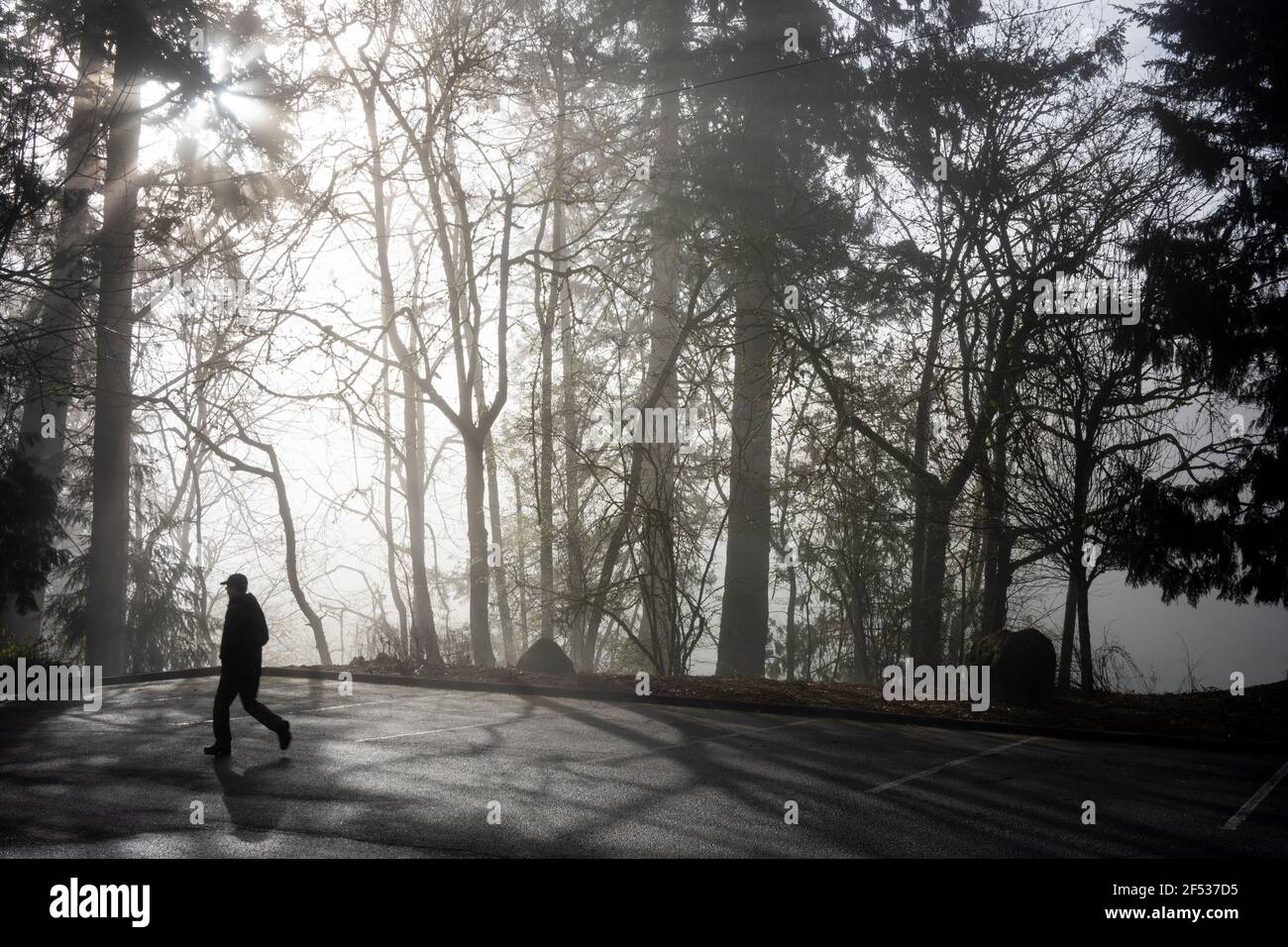 Die Silhouette eines einfallenden Fußgängers, der auf der Parkstraße durch den Wald geht, während Sonnenstrahlen durch den mystischen Morgennebel brechen. Stockfoto