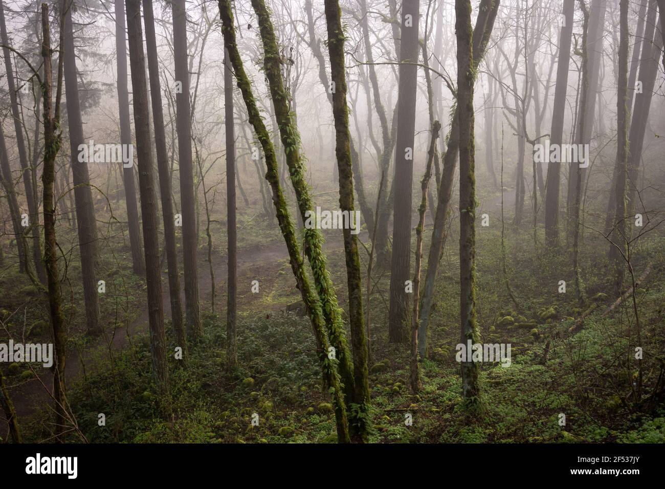 Im frühen Morgennebel schlängelt sich der Weg durch den moosbedeckten, gemäßigten Regenwald des pazifischen Nordwestens. Stockfoto