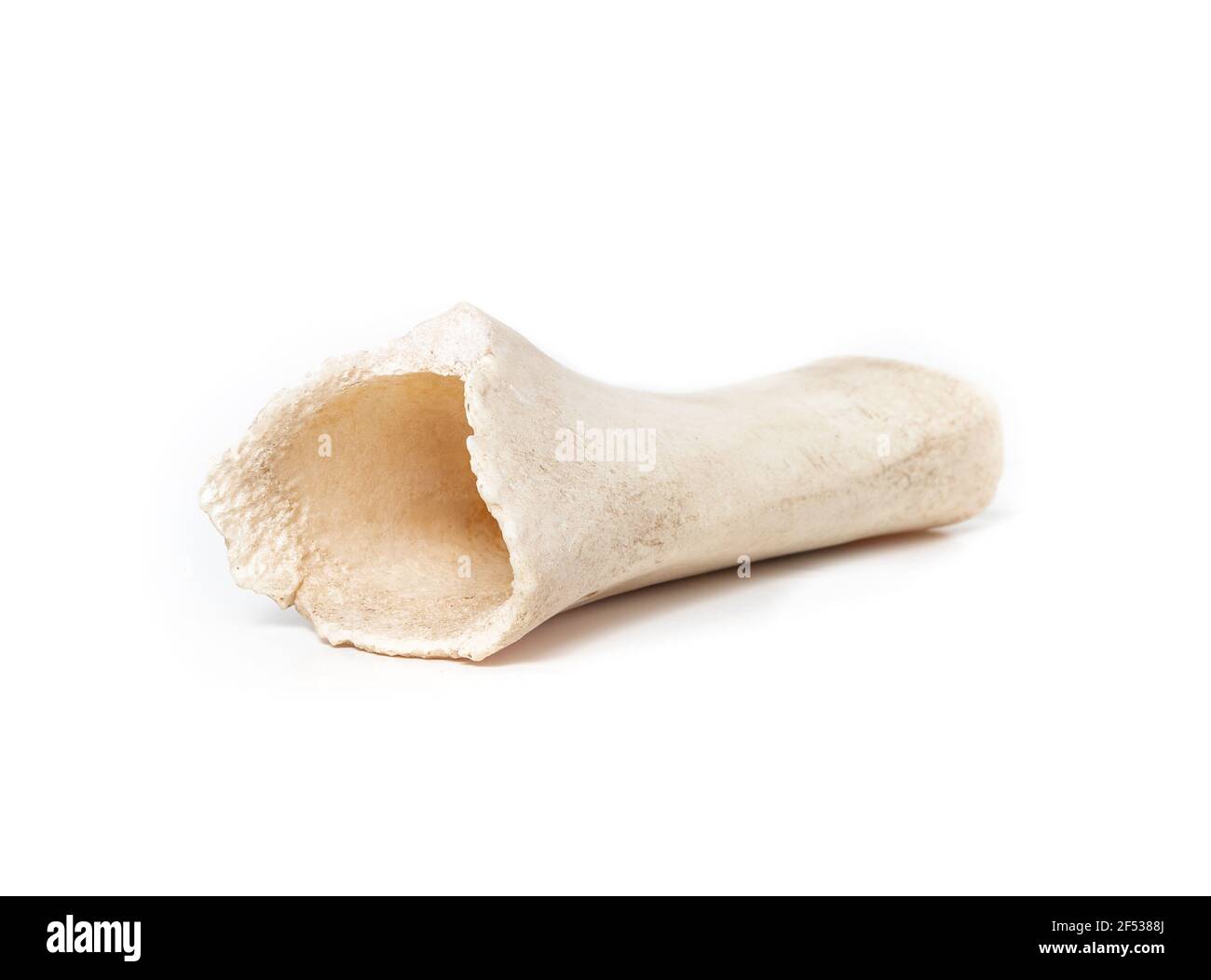 Große weiße Hundeknochen behandeln. Hohler Oberschenkelknochen. Alle natürlichen langlebigen Hund Kauspielzeug. Hilft bei Langeweile und Zahngesundheit durch Entfernen von Zahnstein und Plaq Stockfoto