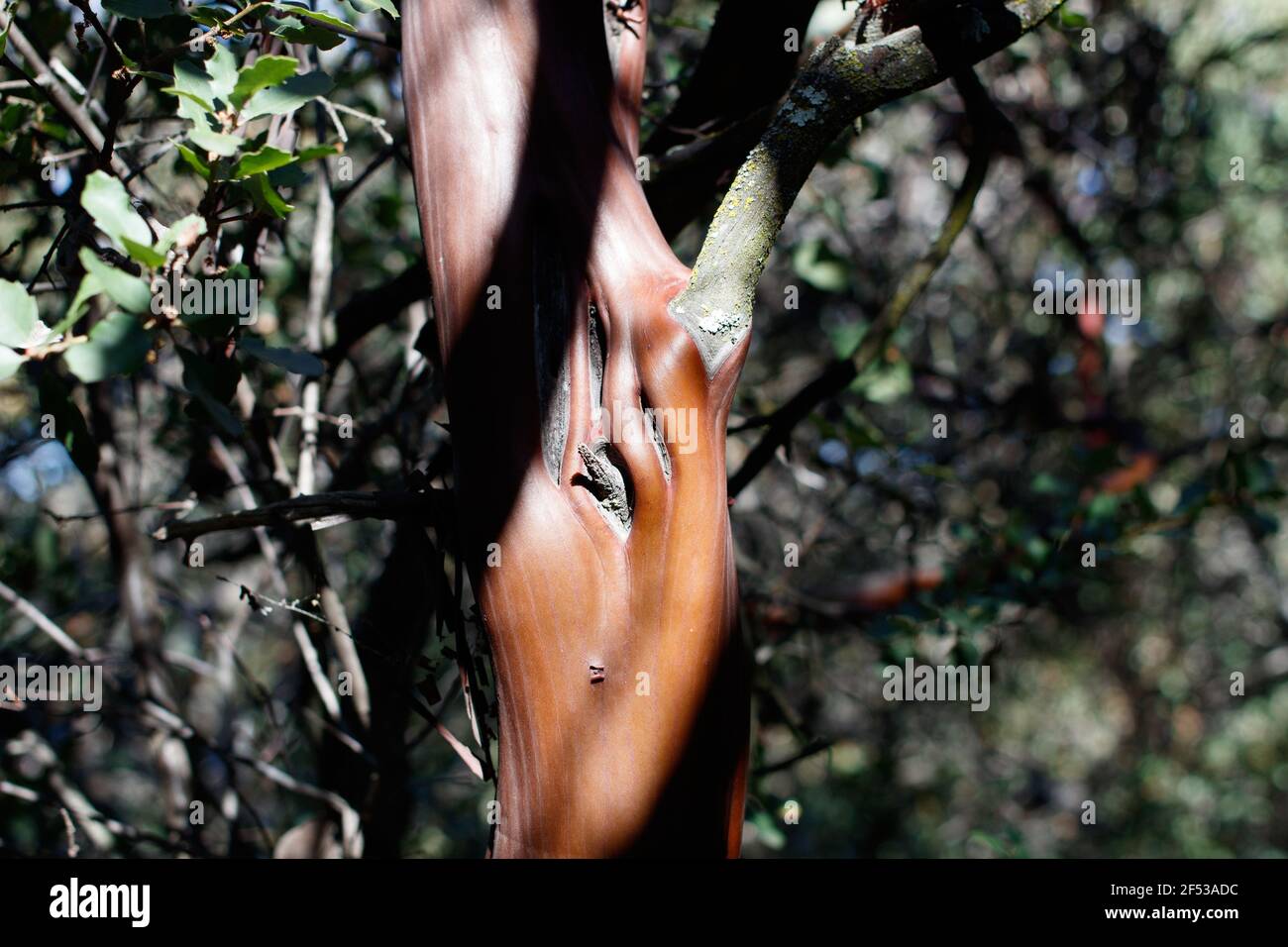 Glatte furnierte Rinde von Drüsen Manzanita, Arktostaphylos Glandulosa, Ericaceae, einheimischen Strauch im Topanga State Park, Santa Monica Mountains, Winter. Stockfoto