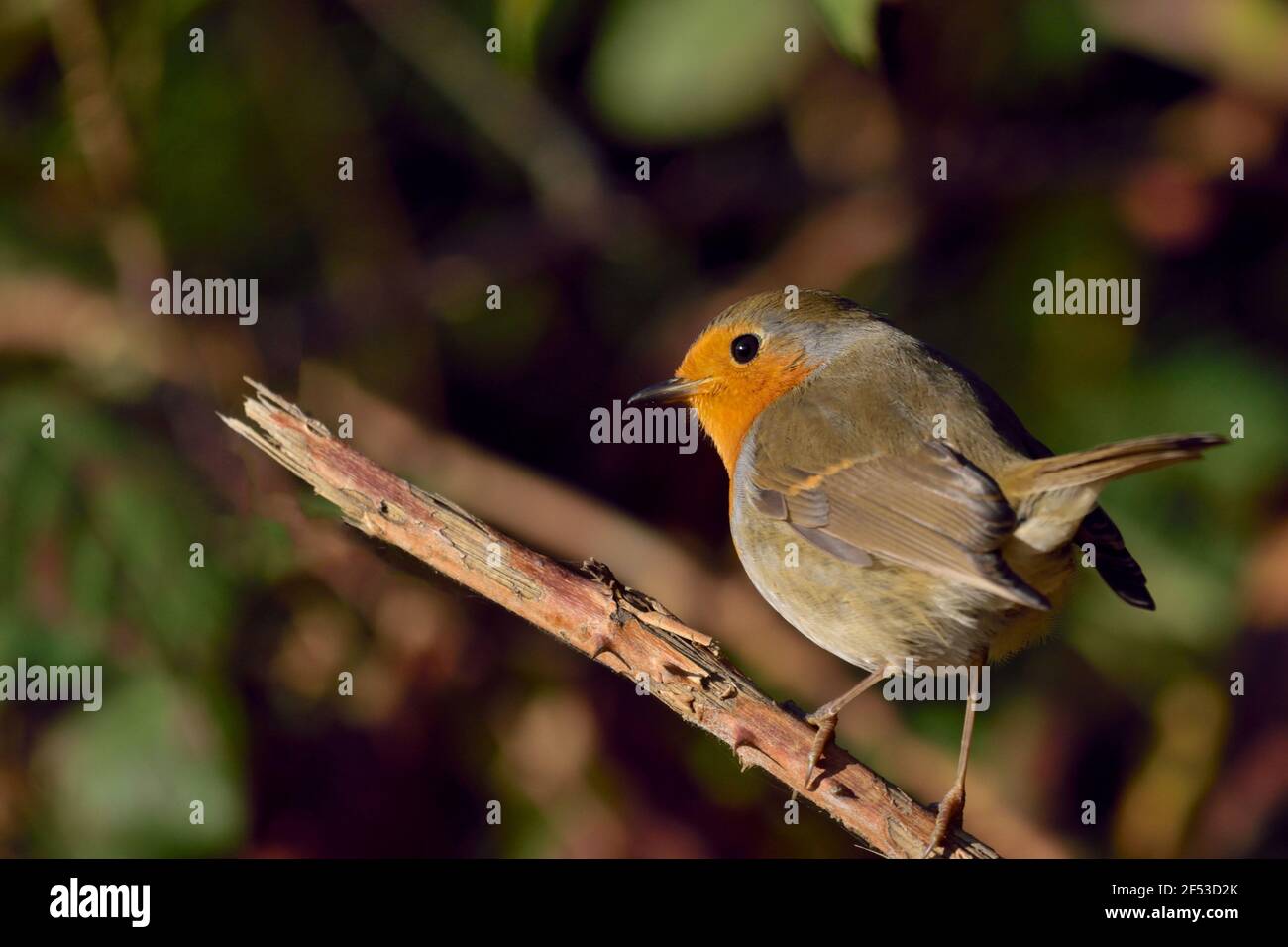 Robin Vogel genießen die Sonne steht auf Zweig im Tageslicht.. Nahaufnahme mit Kopierraum.vor einem grünen Kiefer Hintergrund. Stockfoto