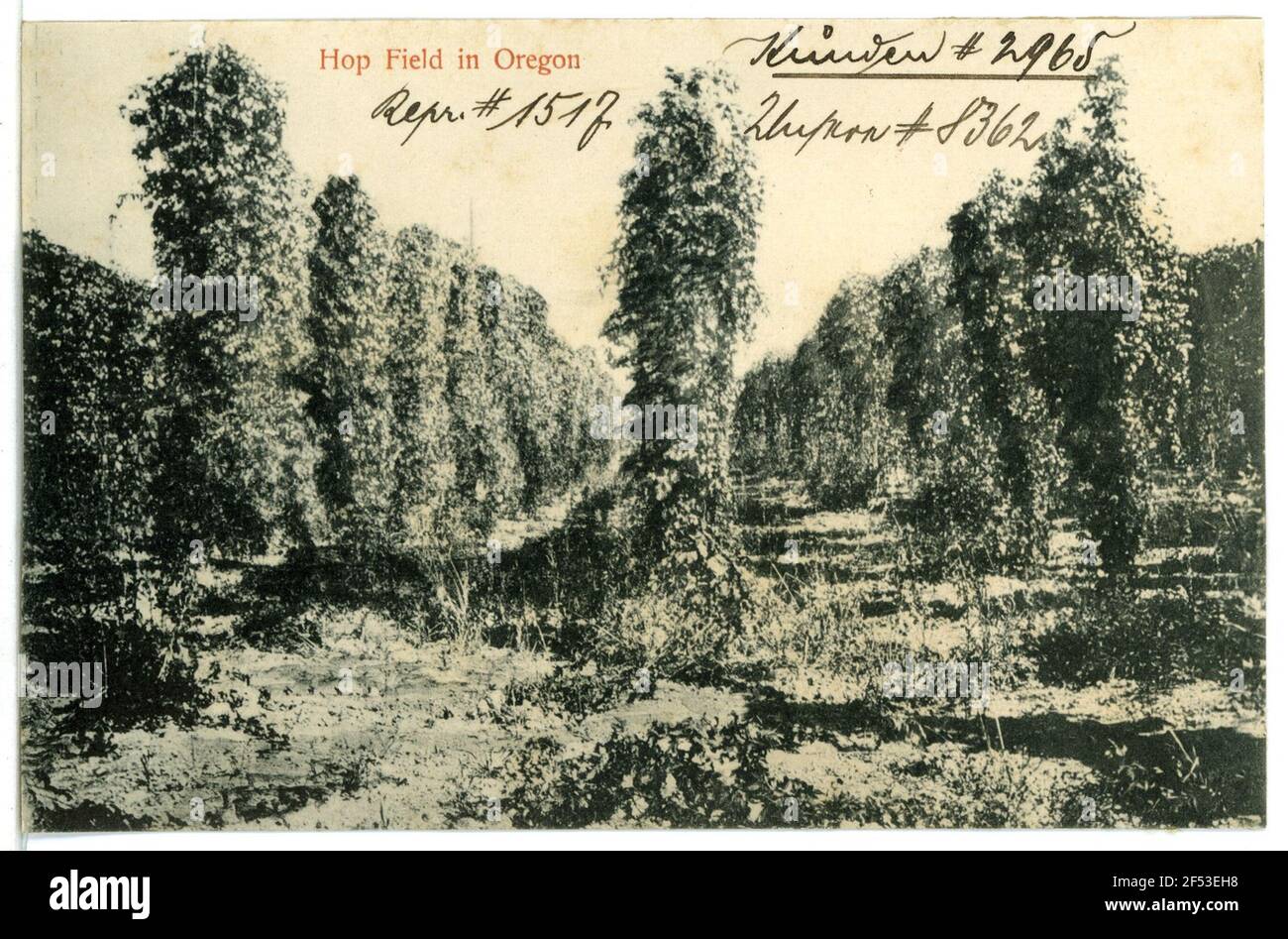 Hop Field in Oregon Oregon. Hop Field in Oregon Stockfoto