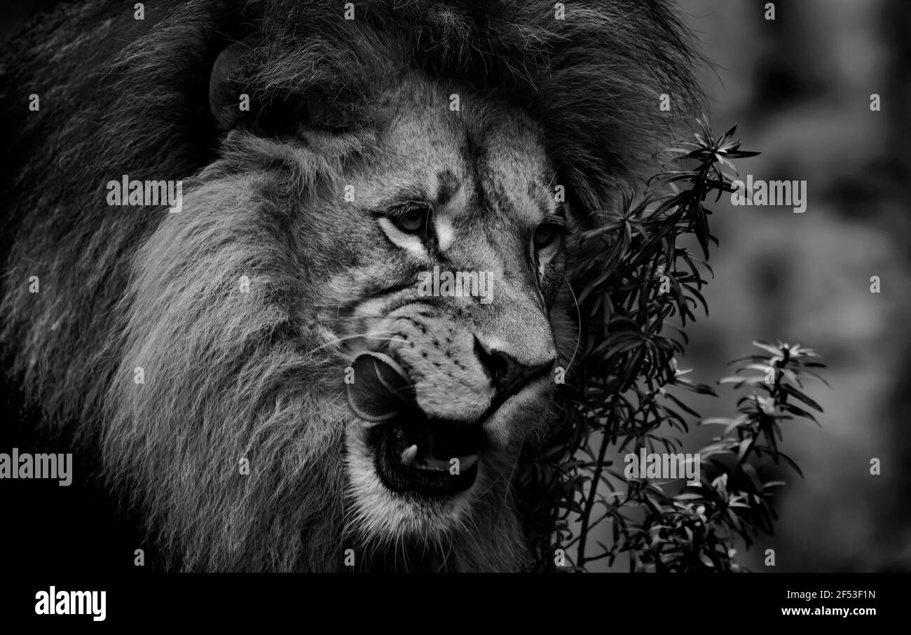 Afrikanischer Löwe Nahaufnahme eines Gesichts-Portraits Schwarz-weiße Seitenkomposition. Stockfoto