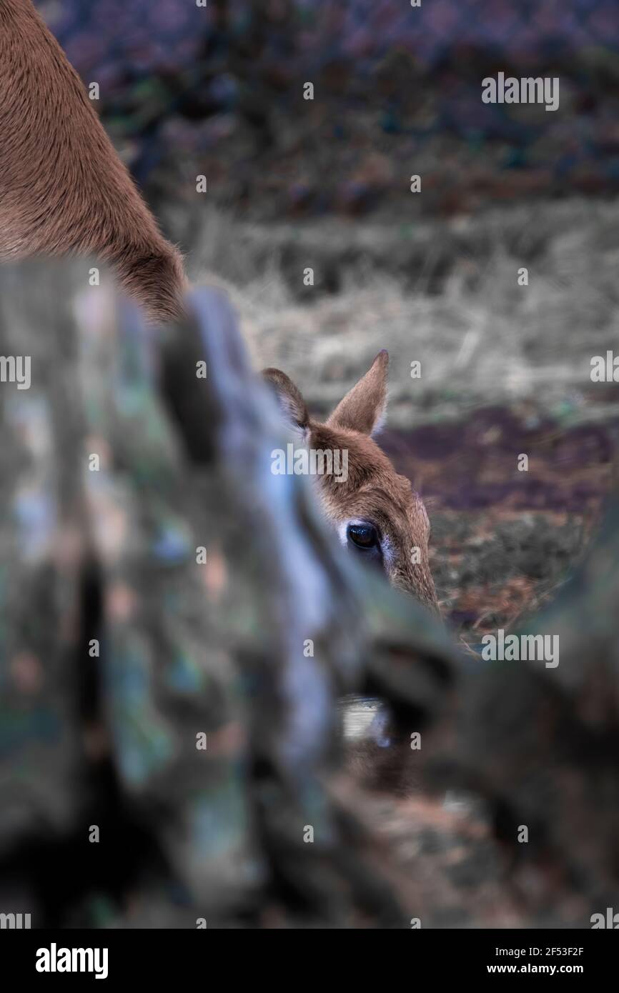 Hirsch hinter einem Baum zeigt nur das Auge und Essen Gras Stockfoto