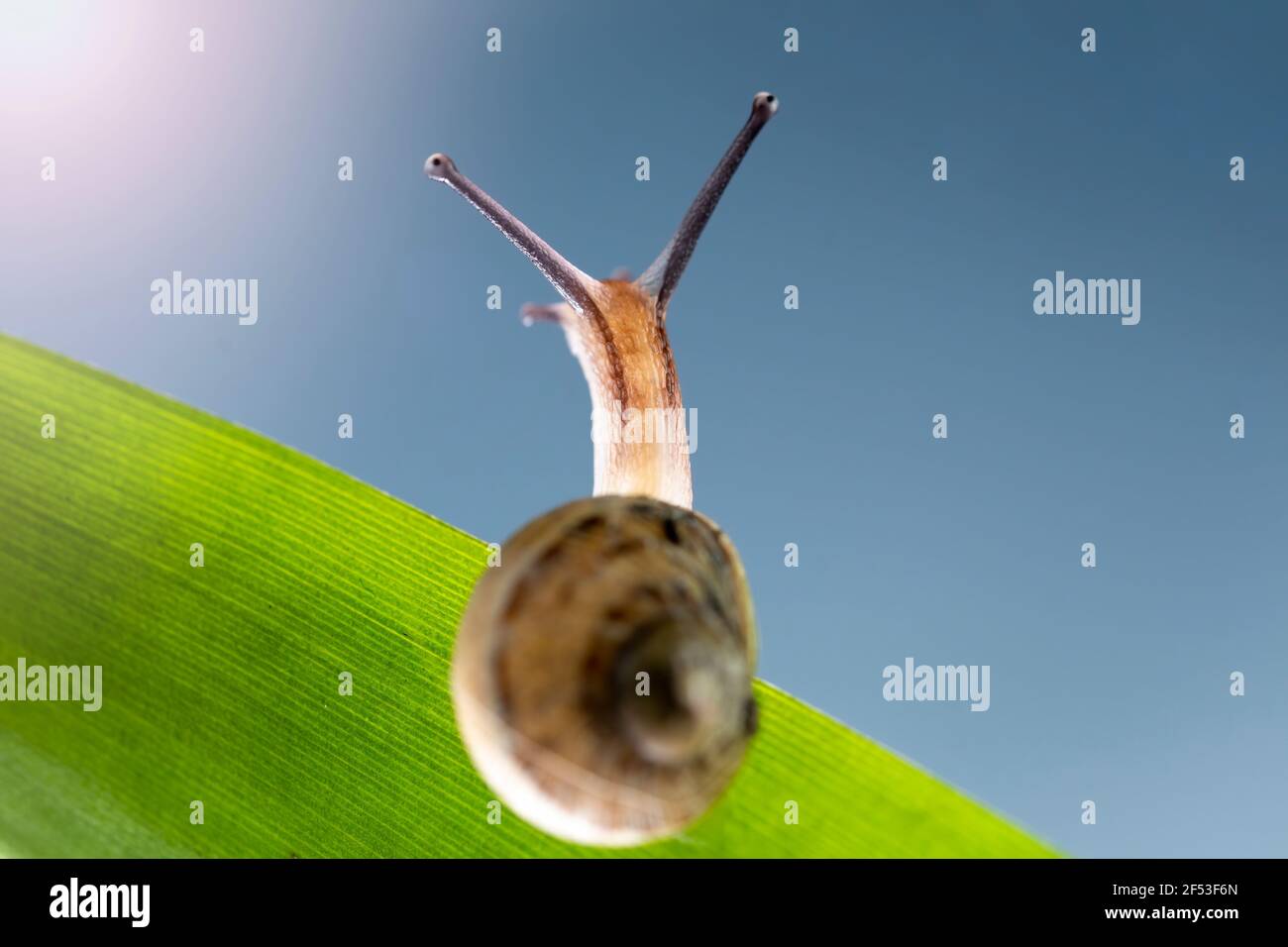 Makrofotografie Schnecke oder Schnecke auf das Alter eines Blattes Blick auf das Sonnenlicht... Hope-Konzept. Stockfoto