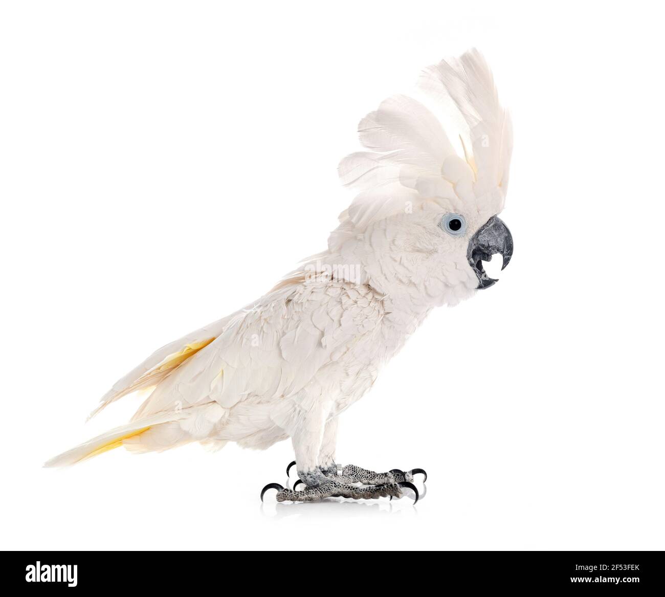 White cockatoo vor weißem Hintergrund Stockfoto