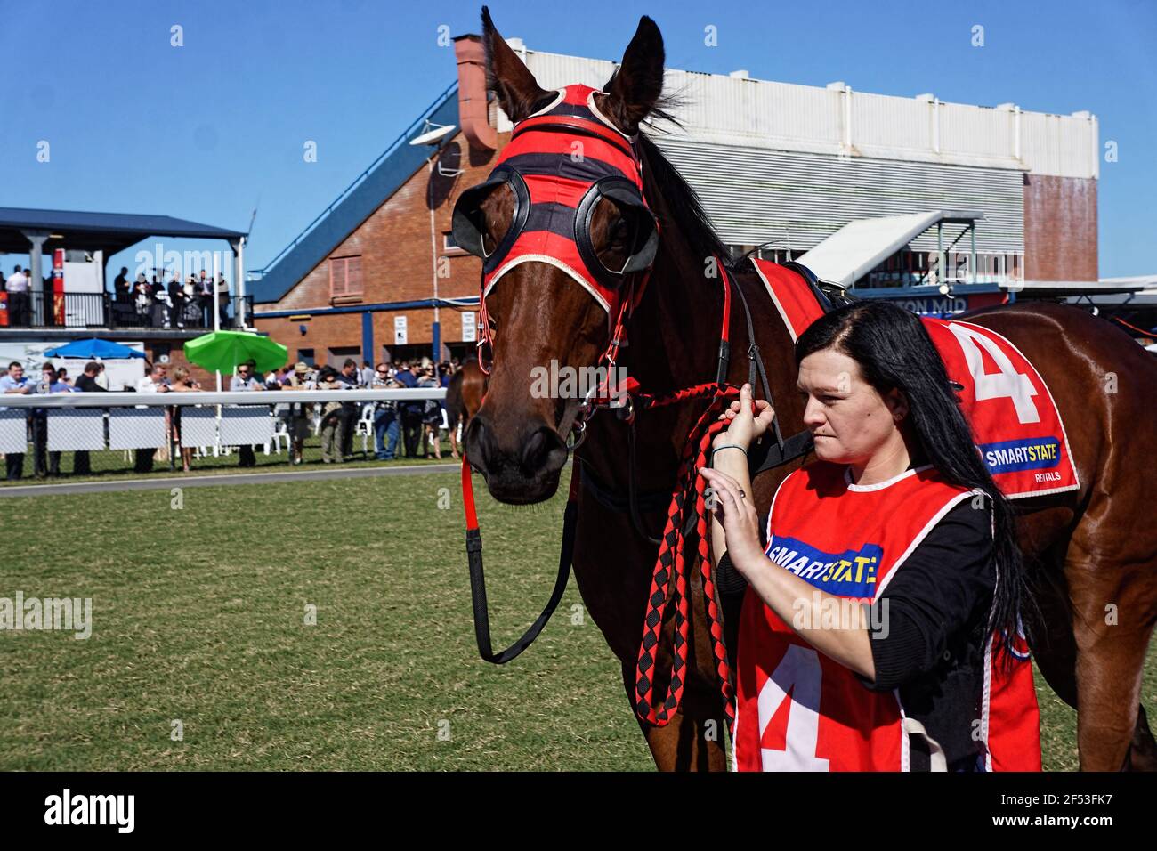Ein Rennpferd, das von einem Strapper vor dem Start eines Rennens bei einem Country Race Meeting in Mackay, Queensland, Australien, paradiert wird. Stockfoto