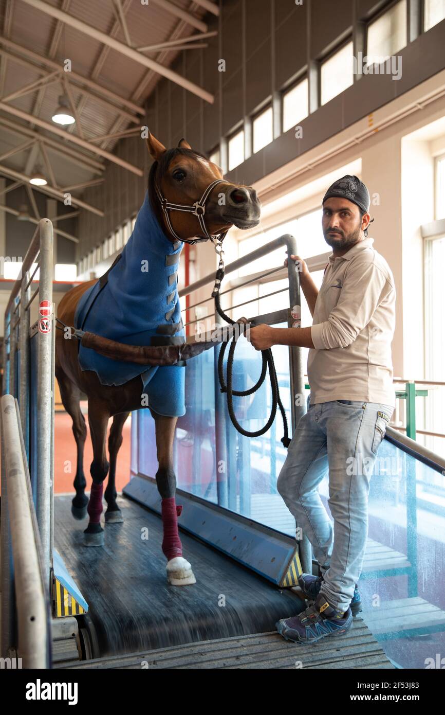 Al Shaqab Horse Racing Academy & Ottoman Stables, Doha, Katar Stockfoto