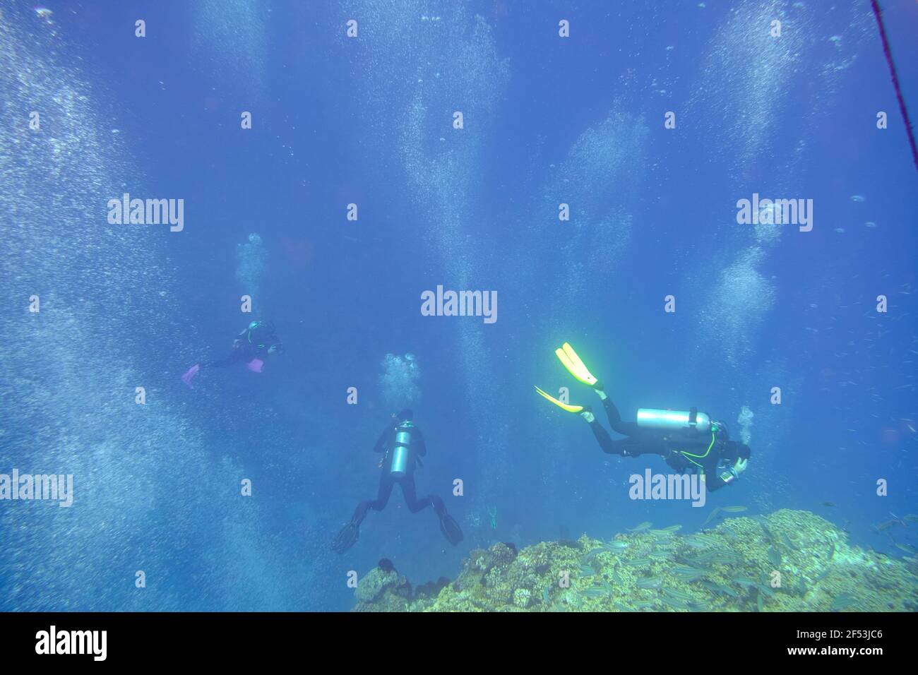 4 Nacht - Fly Dive Minke Whale Expedition - Lighthouse Bommie, Great Barrier Reef Stockfoto