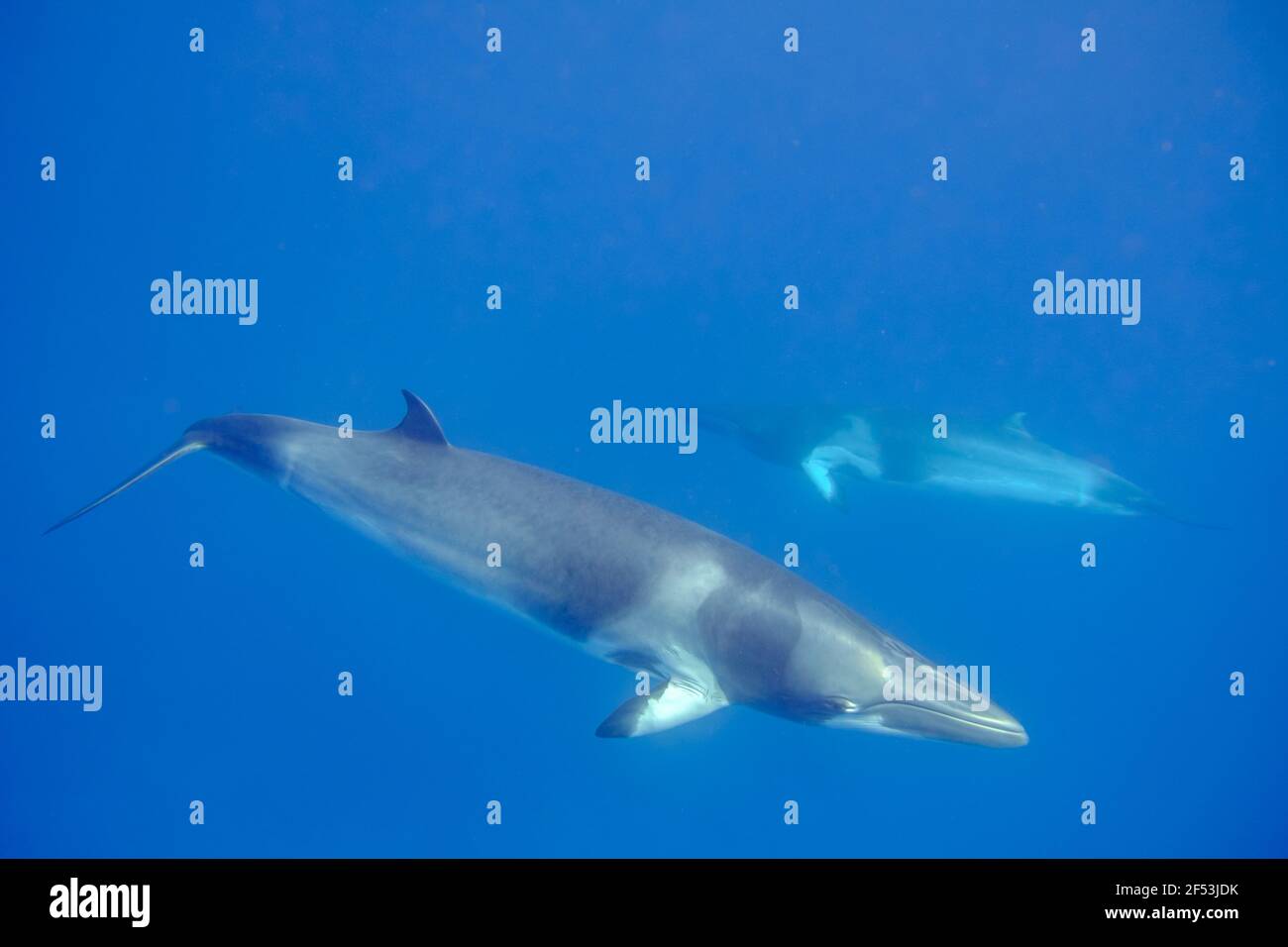 4 Nacht - Fly Dive Minke Whale Expedition - Lighthouse Bommie, Great Barrier Reef Stockfoto