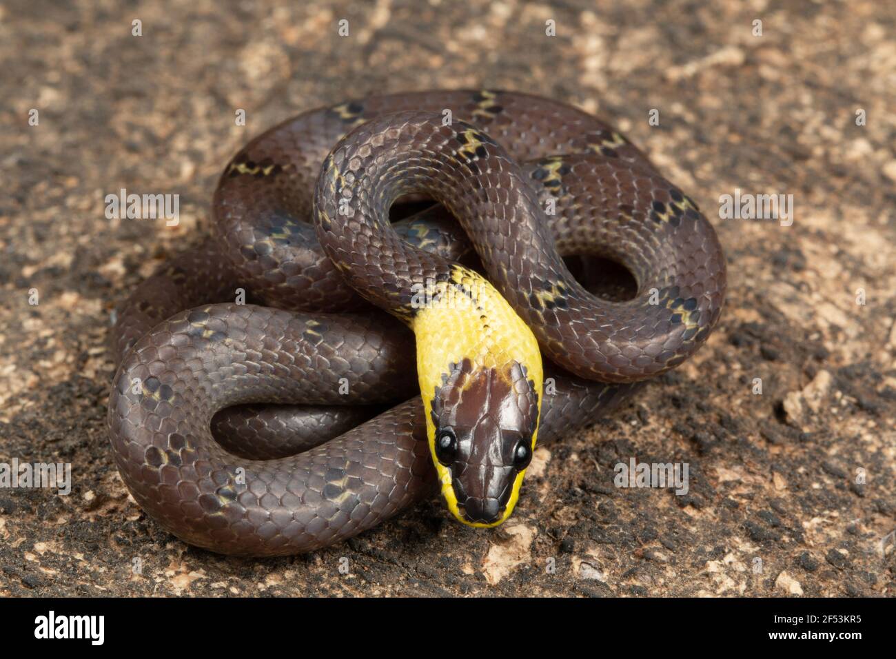 Lycodon flavicollis ist eine Art von Wolfschlange mit einem ausgeprägten gelben Kragen. Die Schlange wird in den östlichen Ghats gefunden Stockfoto