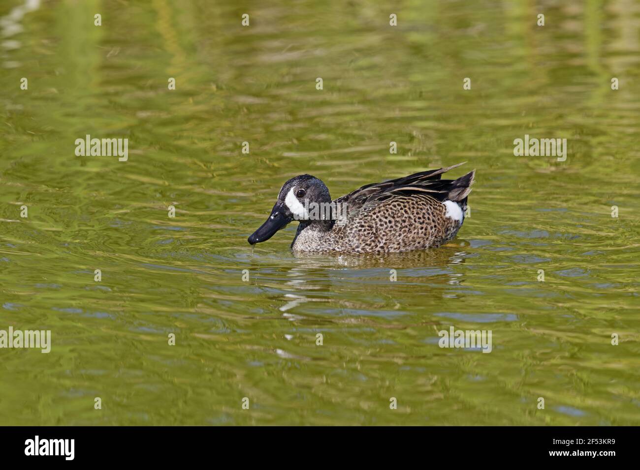 Blue-winged Teal - männliche Anas Discors Golfküste von Texas, USA BI027093 Stockfoto